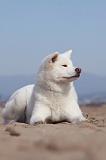 AKITA INU 141